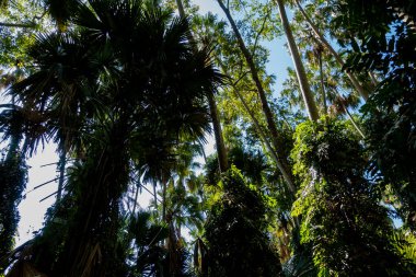 Nan Eyaleti, Tayland 'daki Doi Phuka Ulusal Rezerv Parkı' ndaki tropikal yağmur ormanları