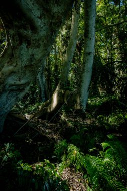 Nan Eyaleti, Tayland 'daki Doi Phuka Ulusal Rezerv Parkı' ndaki tropikal yağmur ormanları
