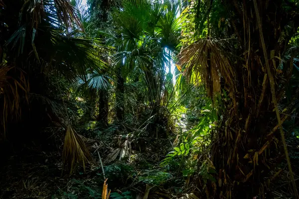 Forêt Tropicale Humide Sur Parc National Réservé Doi Phuka Dans — Photo