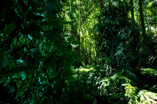 Foresta Pluviale Tropicale Nel Parco Nazionale Doi Phuka Nella Provincia — Foto Stock
