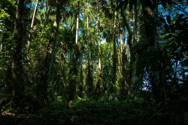 stock image Tropical rainforest on the Doi Phuka National Reserved Park in Nan Province, Thailand