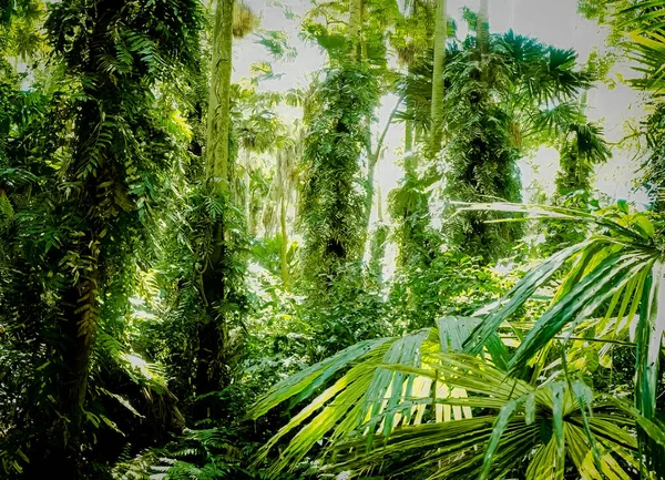 Тропічні Тропічні Ліси Національному Заповіднику Дой Фука Провінції Нан Таїланд — стокове фото