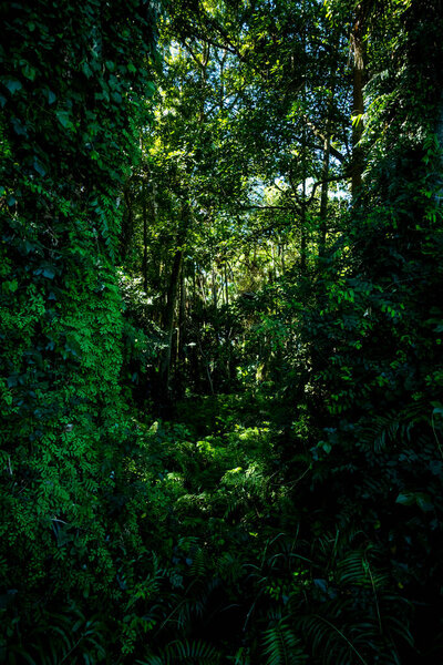 Tropical rainforest on the Doi Phuka National Reserved Park in Nan Province, Thailand