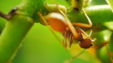 Çoban kırmızı karıncaların balçığı için yaprak bitlerini koruyup tarımına yakın çekim görüntüsü. Şeker zengini bir salgı. Karıncalar tarafından yiyecek kaynağı olarak kullanılıyor.