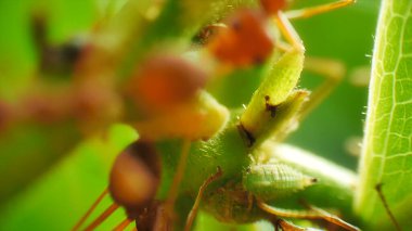 Çoban kırmızı karıncaların balçığı için yaprak bitlerini koruyup tarımının makro yakın plan görüntüsü. Şeker zengini bir salgı, karıncalar tarafından yiyecek kaynağı olarak kullanılıyor.