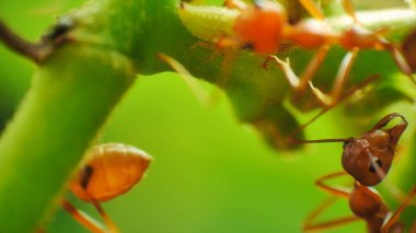 Çoban kırmızı karıncaların balçığı için yaprak bitlerini koruyup tarımının makro yakın plan görüntüsü. Şeker zengini bir salgı, karıncalar tarafından yiyecek kaynağı olarak kullanılıyor.