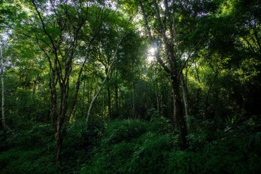  Berrak dağ manzarası, yemyeşil ormanlarla çevrili şafak vakti Doi Phuka Ulusal Parkı 'nda, Tayland' ın Nan Eyaleti 'nde.