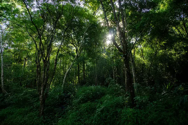 stock image  serene mountain vista, bordered by lush green forest under a blue sky at dawn in Doi Phuka National Park, Nan Province, Thailand