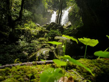 Spun Waterfall in Sapun Village, Boklua, Nan province, is a hidden paradise where crystal-clear waters cascade over moss-covered rocks, surrounded by dense, vibrant jungle, offering a tranquil retreat clipart