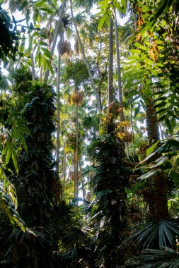 Büyük bitki örtüsü olan yeşil tropikal orman