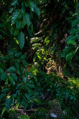 Büyük bitki örtüsü olan yeşil tropikal orman