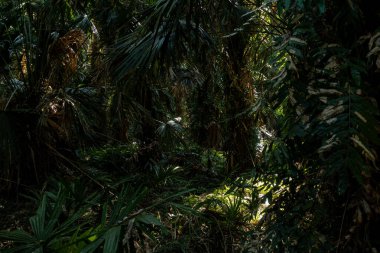 Büyük bitki örtüsü olan yeşil tropikal orman
