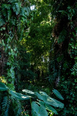 Büyük bitki örtüsü olan yeşil tropikal orman