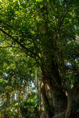 Büyük bitki örtüsü olan yeşil tropikal orman