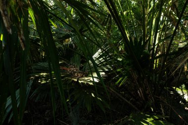 Büyük bitki örtüsü olan yeşil tropikal orman