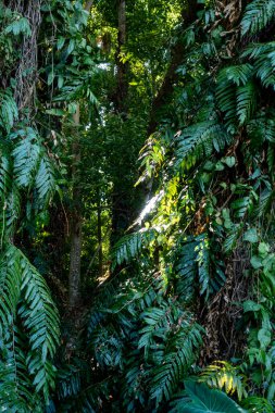 Büyük bitki örtüsü olan yeşil tropikal orman