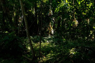 Büyük bitki örtüsü olan yeşil tropikal orman
