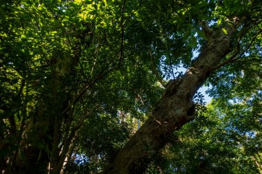 Büyük bitki örtüsü olan yeşil tropikal orman