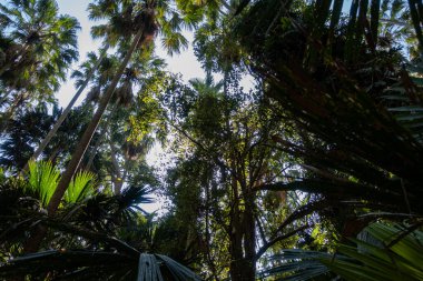 Büyük bitki örtüsü olan yeşil tropikal orman