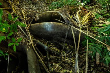 Ormanda büyük ağaç kökleri.