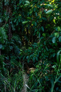 Büyük bitki örtüsü olan yeşil tropikal orman