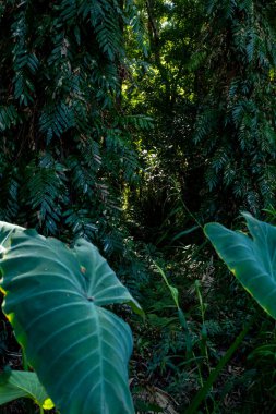 Büyük bitki örtüsü olan yeşil tropikal orman