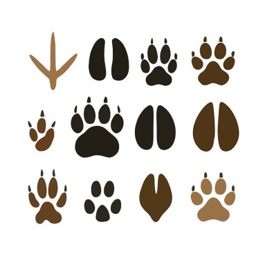 Farklı hayvan patisi ve toynak izlerinin vektör seti düz bir şekilde. Koleksiyonda kuş, geyik, ayı, köpek, kedi ve tavşan izleri yer alıyor. Düz biçim temiz beyaz arkaplanda izole edilmiş illüstrasyon.