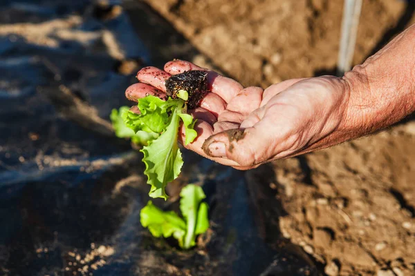 farmer\'s hand with small plant to be sown in vegetable garden