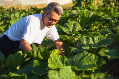 Bahçede yetişen bitkilerin arasında mutlu bir çiftçi.