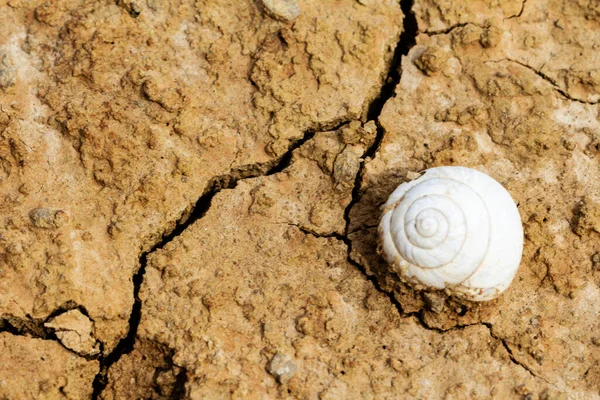 White Snail Shell Fossil Desertic Land — Stock Photo, Image