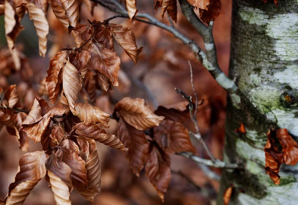 Detalhe Ramo Folhas Secas Outono Uma Árvore Floresta — Fotografia de Stock