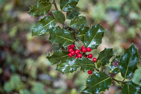 Holly Leaf Red Drupes Wet Rain Forest — Stock Photo, Image