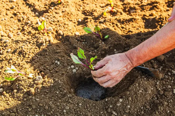 Photograph of farmer\'s hand with plant to sow in hole in ground