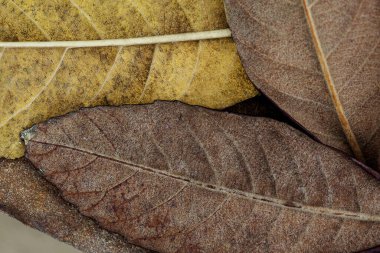 Çeşit çeşit ağaç yapraklarının rengi ve bej renklerinde.