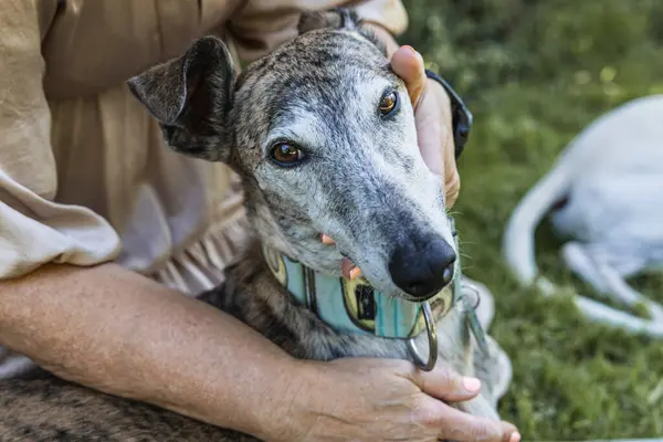 Detail Greyhound Face Receiving Love Its Owner — Stock Photo, Image
