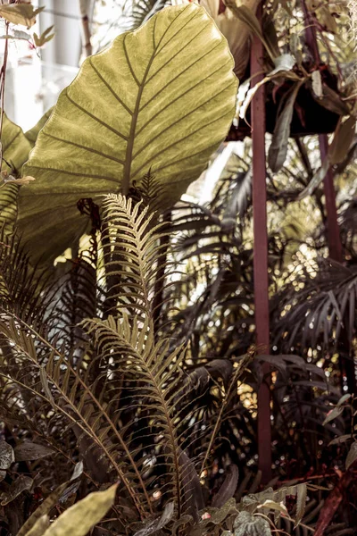 Zdjęcia Greenhouse Niektórymi Majestycznymi Plantami — Zdjęcie stockowe