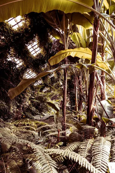 Detalhe Das Plantas Tropicais Que Vivem Estufa — Fotografia de Stock
