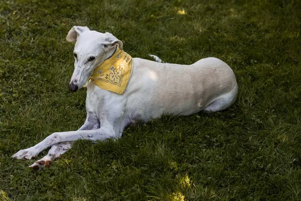 Greyhound Deitado Jardim Descansando Com Uma Pose Real — Fotografia de Stock