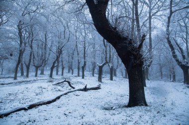 Soğuk bir kış gününde, yapayalnız, karlı kayın ormanı
