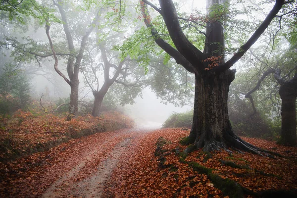 Forest Path Beech Forest Reddish Color Palette Fog — Stock Photo, Image