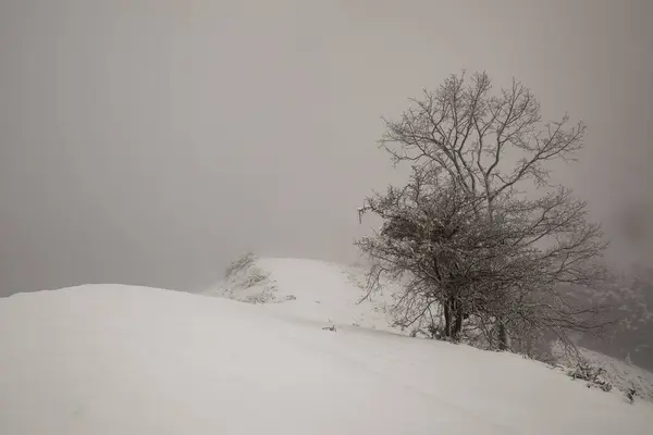 Paisaje Camino Nevado Con Árbol Nevado Día Frío Nublado —  Fotos de Stock