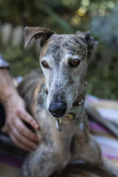 Porträtt Brun Greyhound Vilar Trädgården Med Sin Ägare Vertikalt Foto — Stockfoto