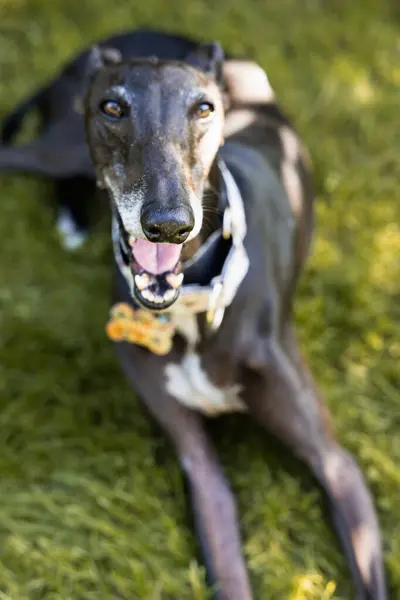 Portrait Greyhound Noir Repose Happiquement Dans Jardin — Photo