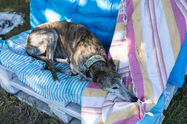 Portrait Relaxed Greyhound Lying Bench Field Resting Play — Stock Photo, Image