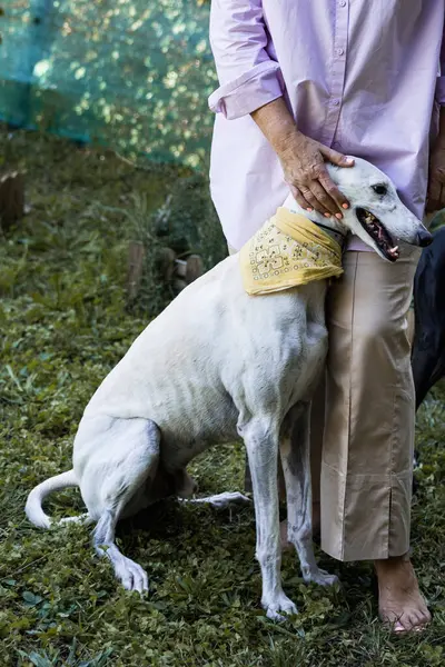 Cutaway Barefoot Woman Garden Caressing Her White Greyhound — Stock Photo, Image