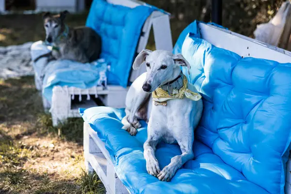 Photo Two Greyhounds One Black One White Lying Garden Bench — Stock Photo, Image