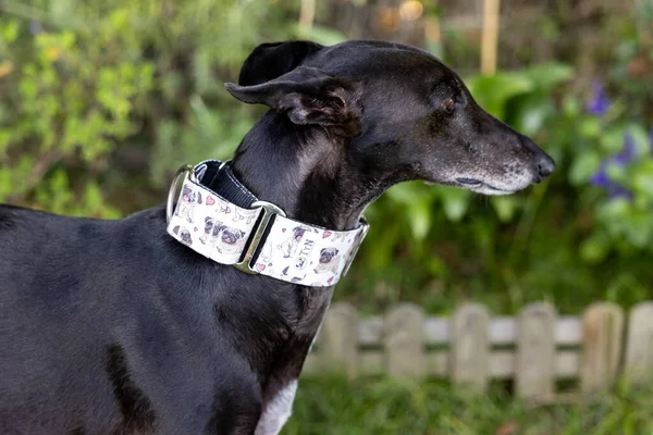 Portrait Cutout Black Greyhound Wide Collar Resting Garden — Stock Photo, Image