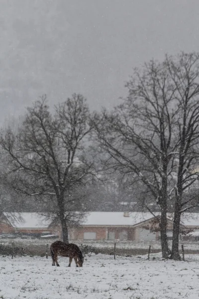 Snowy rural landscape scene with a farm and a horse in the field, portrait photo