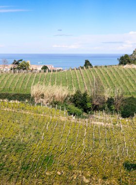 A vibrant coastal vineyard under blue skies, with the ocean in the backdrop, showcasing the unique terroir. clipart