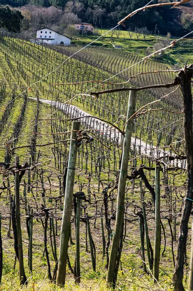 Traditional Vineyard Landscape Rows Vines Rustic Farmhouses Showcasing Charm Rural — Stock Photo, Image